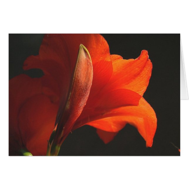 AmaryllisAndBud (正面横)