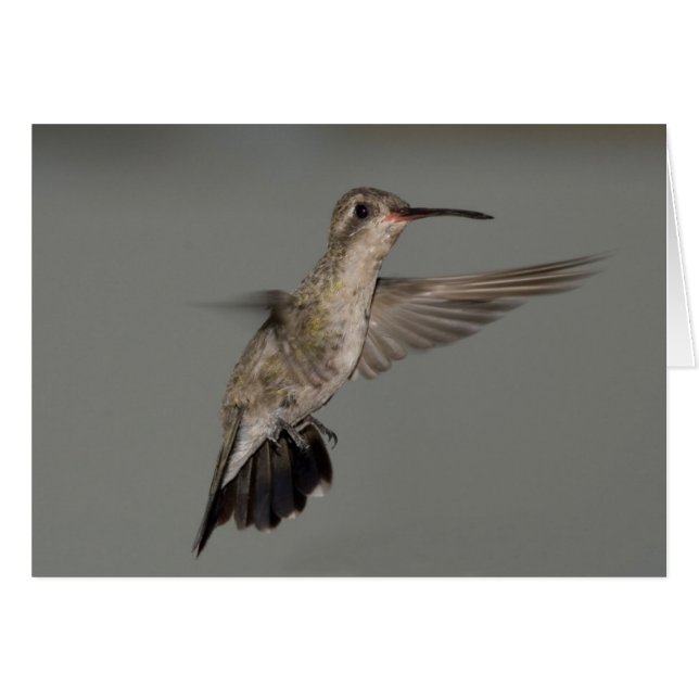 Amaziliaのrutila -シナモンのハチドリ (正面横)