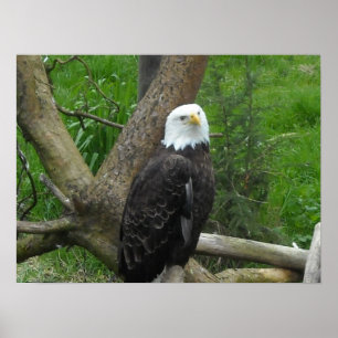 Amazing Bald Eagle ポスター