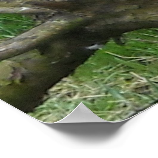 Amazing Bald Eagle ポスター (角)