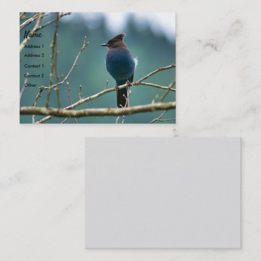 Amazing Stellar Jay Business Card 名刺 (正面/裏面)