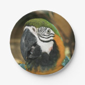 Amazonの青と黄色のマカオ ペーパープレート (正面)