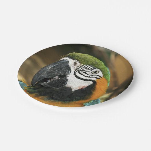 Amazonの青と黄色のマカオ ペーパープレート (アングル)