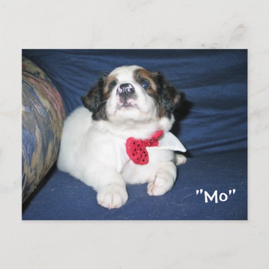 Amazon Hyromatic Societyはがき:ドッ大切グセリ ポストカード (正面)