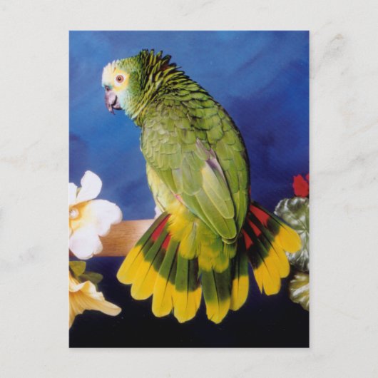 Amazon Parrotポストカード ポストカード (正面)