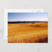 Amber Wavesポストカード ポストカード (正面/裏面)