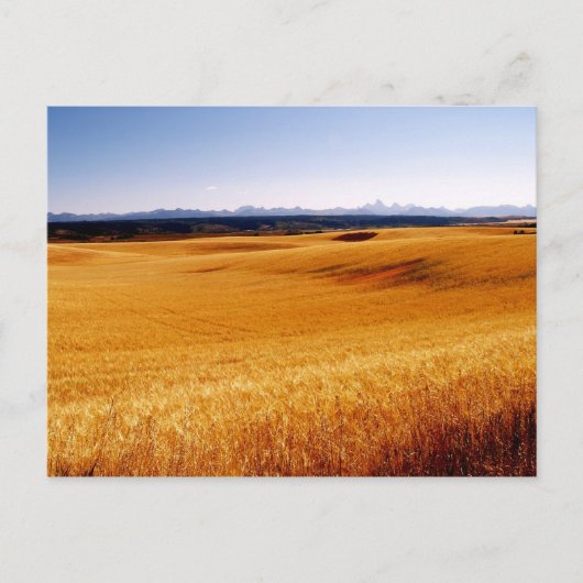 Amber Wavesポストカード ポストカード (正面)