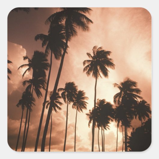 Ambergris Caye，ベリーズ，中央アメリカ。2 スクエアシール (正面)