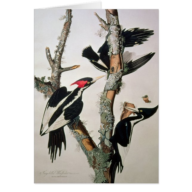 「Americaの鳥からのアイボリー勘定書を出されたキツツキ、 (正面)