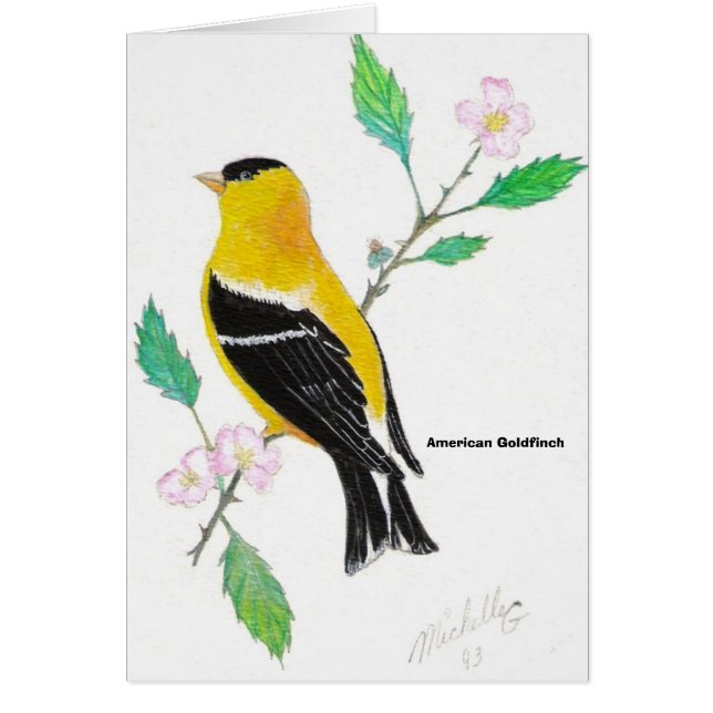 americamのgoldfinch、アメリカのGoldfinch (正面)