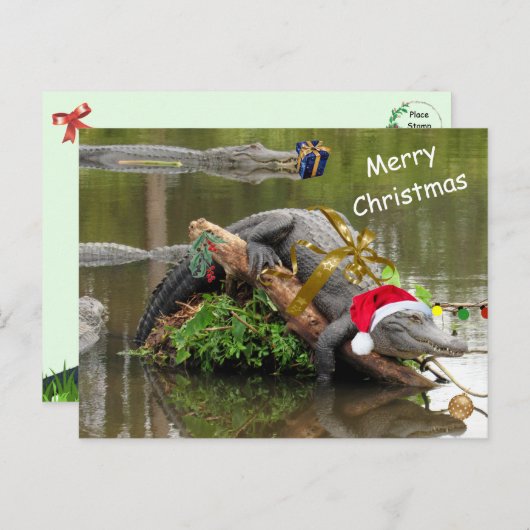 American Alligator Christmas Postcard ポストカード (正面/裏面)