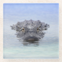 American Alligator – Lake Apopka Wildlife Drive ガラスコースター
