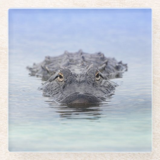 American Alligator – Lake Apopka Wildlife Drive ガラスコースター (正面)