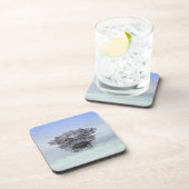 American Alligator – Lake Apopka Wildlife Drive コースター (右側)