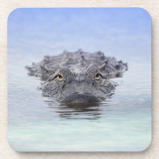 American Alligator – Lake Apopka Wildlife Drive コースター (正面)