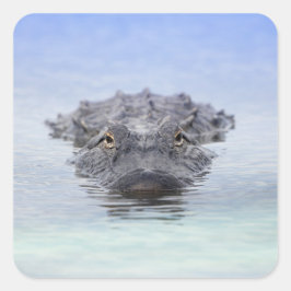 American Alligator – Lake Apopka Wildlife Drive スクエアシール