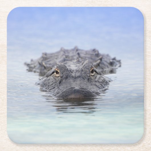 American Alligator – Lake Apopka Wildlife Drive スクエアペーパーコースター (正面)
