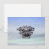 American Alligator – Lake Apopka Wildlife Drive ポストカード (正面/裏面)