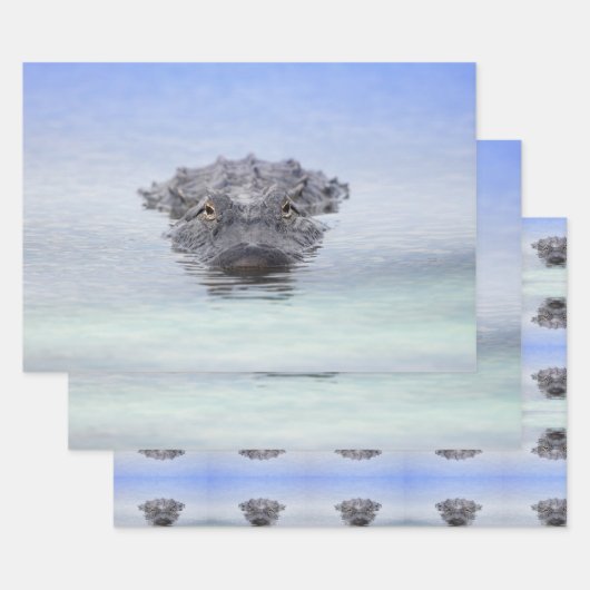 American Alligator – Lake Apopka Wildlife Drive ラッピングペーパーシート (セット)