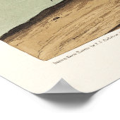 American Avocet from Birds of America, ポスター (角)