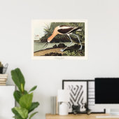 American Avocet from Birds of America, ポスター (ホームオフィス)
