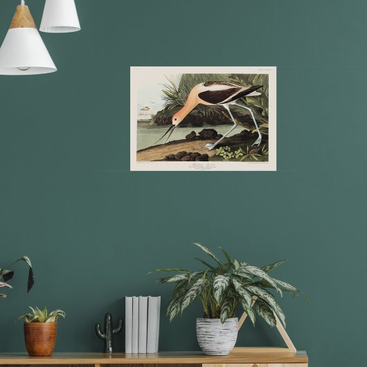 American Avocet from Birds of America, ポスター (リビング1)