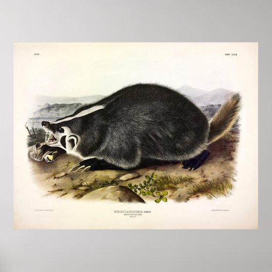 American Badger (Taxidea taxus)by Audubon ポスター (正面)