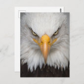 American Bald Eagleクローズアップ写真 ポストカード (正面/裏面)