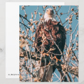 American Bald Eagle (正面/裏面)