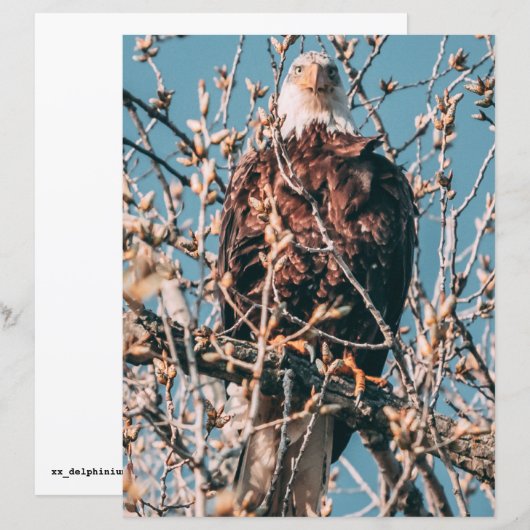 American Bald Eagle (正面/裏面)