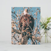 American Bald Eagle (スタンド正面)