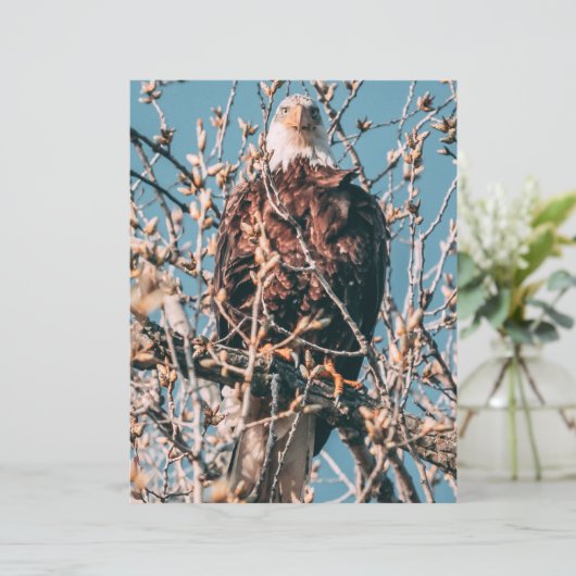 American Bald Eagle (スタンド正面)