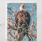 American Bald Eagle (正面)