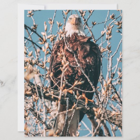 American Bald Eagle (正面)