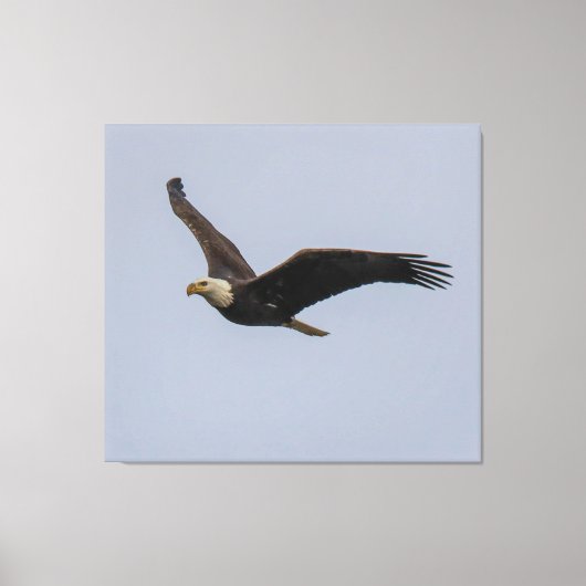 American Bald Eagle In Flight キャンバスプリント (正面)