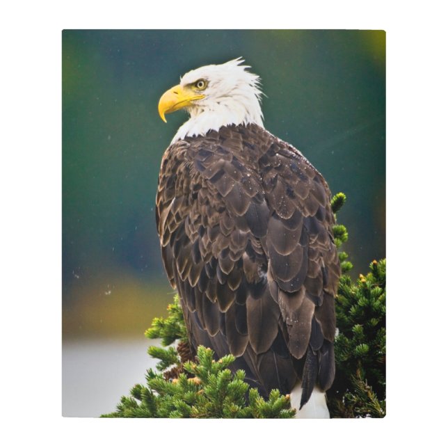 American Bald Eagle Perched メタルプリント (正面)