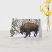 American Bison (Bison bison)カード カード (黄色い花)
