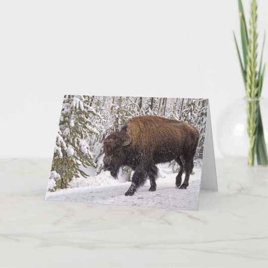 American Bison (Bison bison)カード カード (正面)