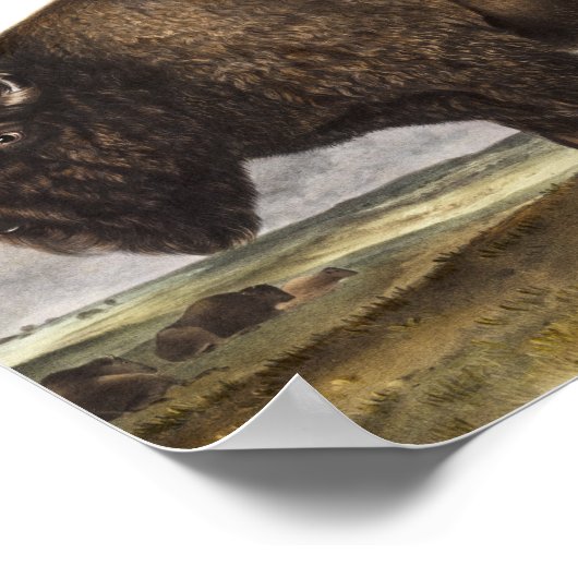 American Bison (Bos Americanus) Illustration ポスター (角)
