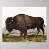 American Bison (Bos Americanus) Illustration ポスター (正面)