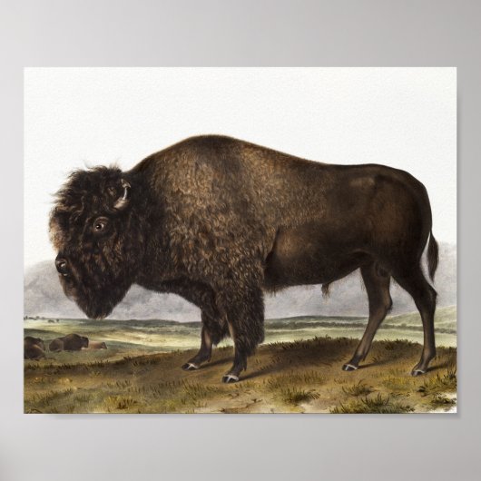 American Bison (Bos Americanus) Illustration ポスター (正面)