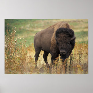 American Bison Poster ポスター