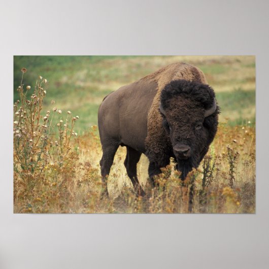 American Bison Poster ポスター (正面)