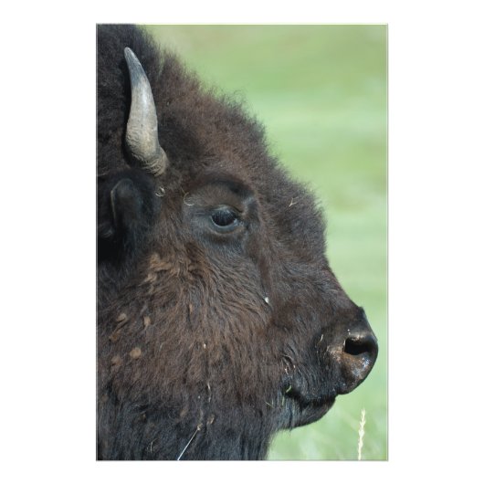 American Bison Up Close – 野生生物写真 フォトプリント (正面)