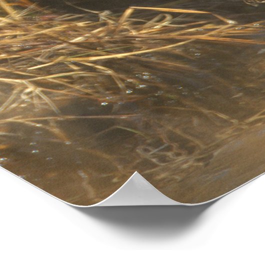 American Black Duck Poster ポスター (角)