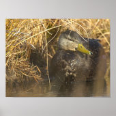 American Black Duck Poster ポスター (正面)