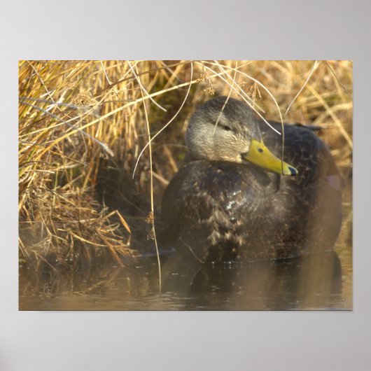 American Black Duck Poster ポスター (正面)