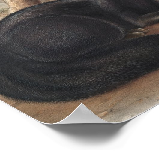 American Black or Silver Fox (Vulpes fulvus) ポスター (角)