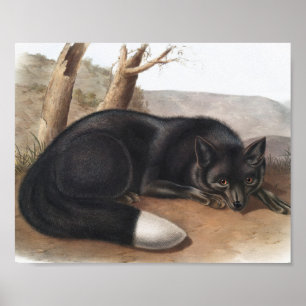 American Black or Silver Fox (Vulpes fulvus) ポスター