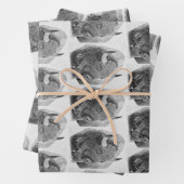 American Buffalo ラッピングペーパーシート (インサイチュ)